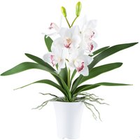 Creativ green Kunstorchidee "Orchidee Cymbidie", mit real-touch-Blüten von Creativ Green