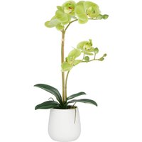 Creativ green Kunstorchidee "Orchidee Phalaenopsis" mit dauerhafter Blütenpracht von Creativ Green