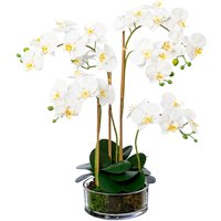 Creativ green Kunstorchidee "Phalaenopsis im Glas" von Creativ Green