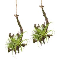 Creativ green Kunstpflanze "Hängeast mit Tillandsie", 2er Set Creativ green Kunstpflanze "Hängeast mit Tillandsie", 2er Set von Creativ Green