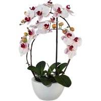 Creativ green Kunstpflanze "Phalaenopsis" von Creativ Green