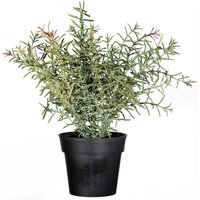Creativ green Kunstpflanze "Rosmarin" von Creativ Green