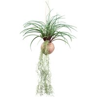 Creativ green Kunstranke "Tillandsia Stricta", in natürlicher Kokosschale Creativ green Kunstranke "Tillandsia Stricta", in natürlicher Kokosschale von Creativ Green