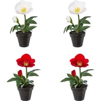 Creativ green Winterliche Kunstpflanze "Weihnachtsdeko", im Topf, im 4er-Set (2x Farbe Rot und 2x Farbe Weiß) von Creativ Green