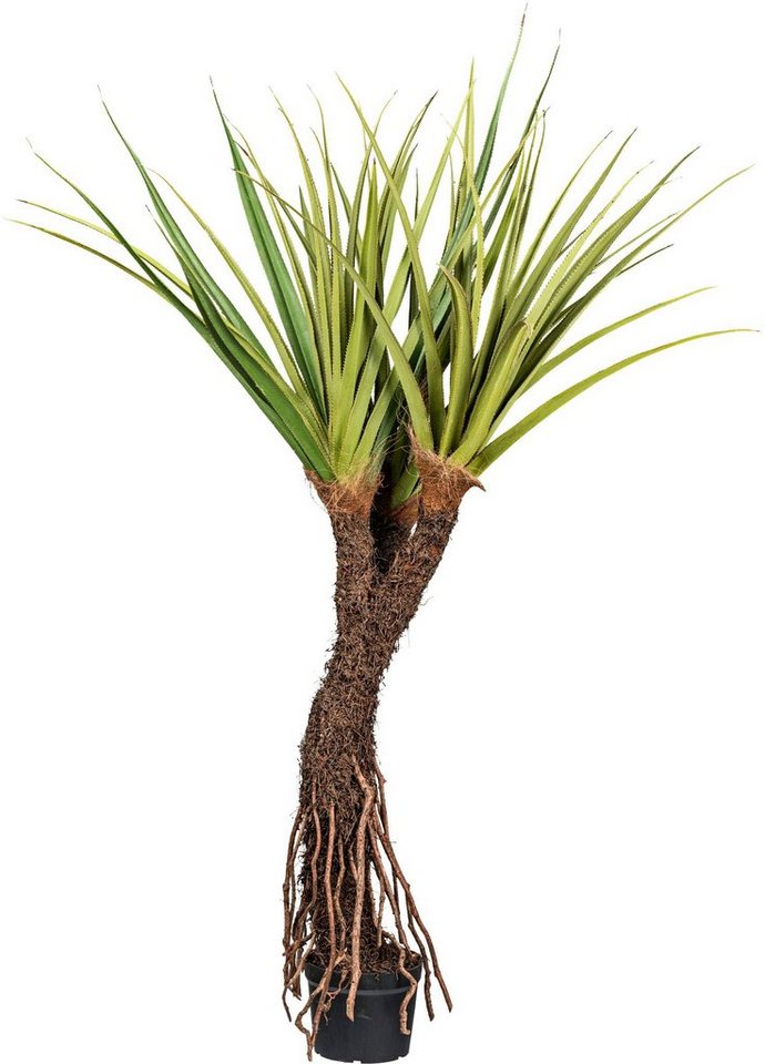 Kunstbaum Pandanus Tectorius Pandanus, Creativ green, Höhe 210 cm, mit außergewöhnlichem Stamm von Creativ Green