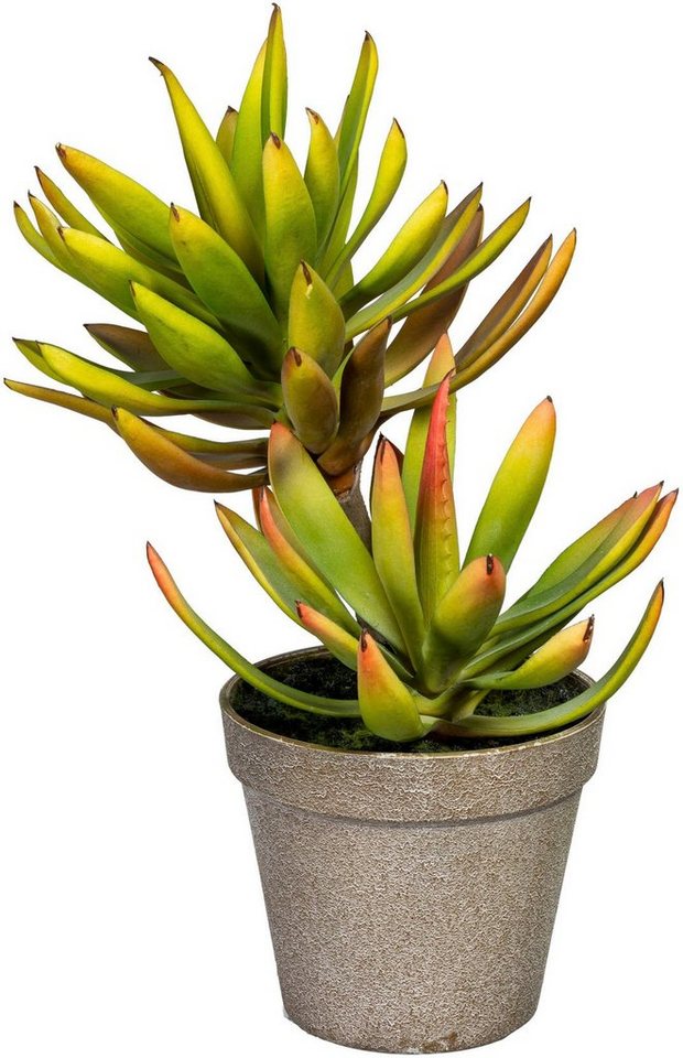 Künstliche Zimmerpflanze Deko-Sukkulente Aloe plicatilis Aloe, Creativ green, Höhe 30 cm von Creativ green