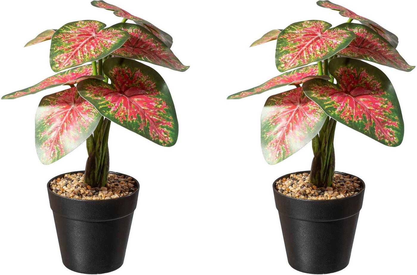 Künstliche Zimmerpflanze Caladium Pflanze Sukkulente, Creativ green, Höhe 30 cm von Creativ Green