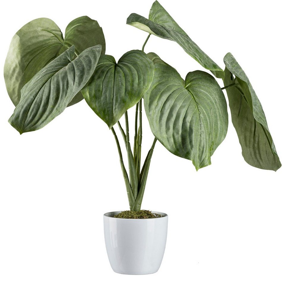 Künstliche Zimmerpflanze Hosta-Busch im Keramiktopf, Creativ green, Höhe 65 cm von Creativ green
