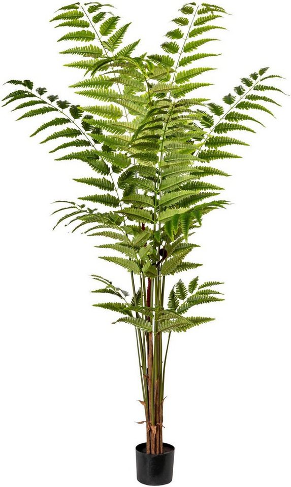 Künstliche Zimmerpflanze Lederfarnpflanze Farn, Creativ green, Höhe 180 cm von Creativ green