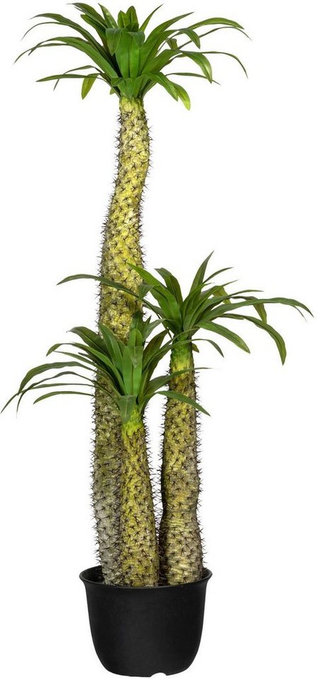 Künstliche Zimmerpflanze Madagaskarpalme Pachypodium Madagaskarpalme Pachypodium, Creativ green, Höhe 170 cm von Creativ green