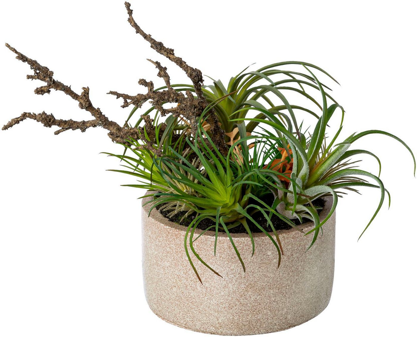 Künstliche Zimmerpflanze Tillandsien-Mix in Zementschale Sukkulente, Creativ green, Höhe 26 cm von Creativ green