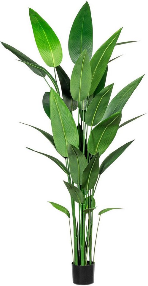 Künstliche Zimmerpflanze Wassercanna Wassercanna, Creativ green, Höhe 210 cm von Creativ green