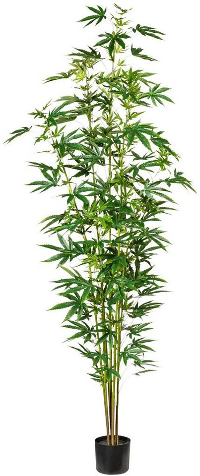 Künstliche Zimmerpflanze Zierhanfpflanze Zierhanf, Creativ green, Höhe 210 cm von Creativ green