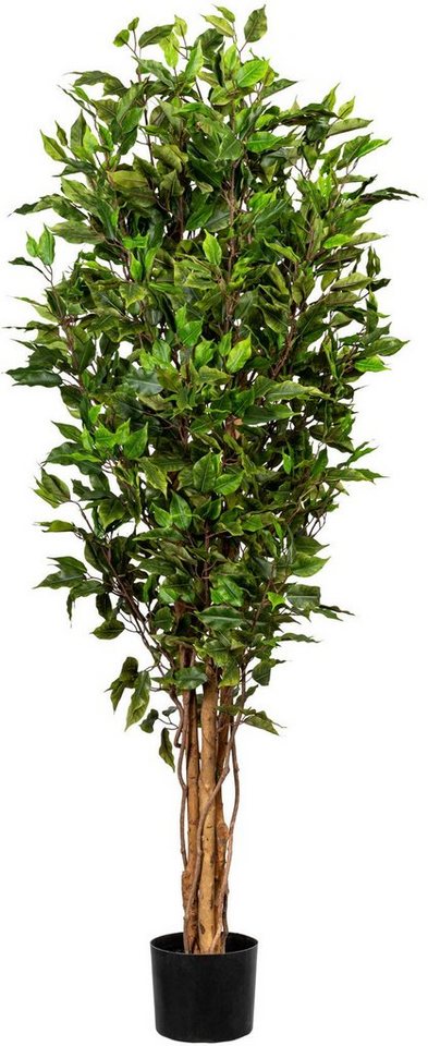 Kunstbaum Ficus Benjamini Ficus Benjamini, Creativ green, Höhe 151 cm von Creativ green