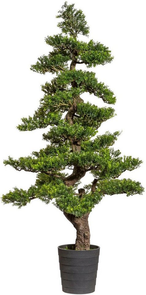 Kunstbonsai Bonsai Teeblatt Bonsai, Creativ green, Höhe 160 cm von Creativ Green