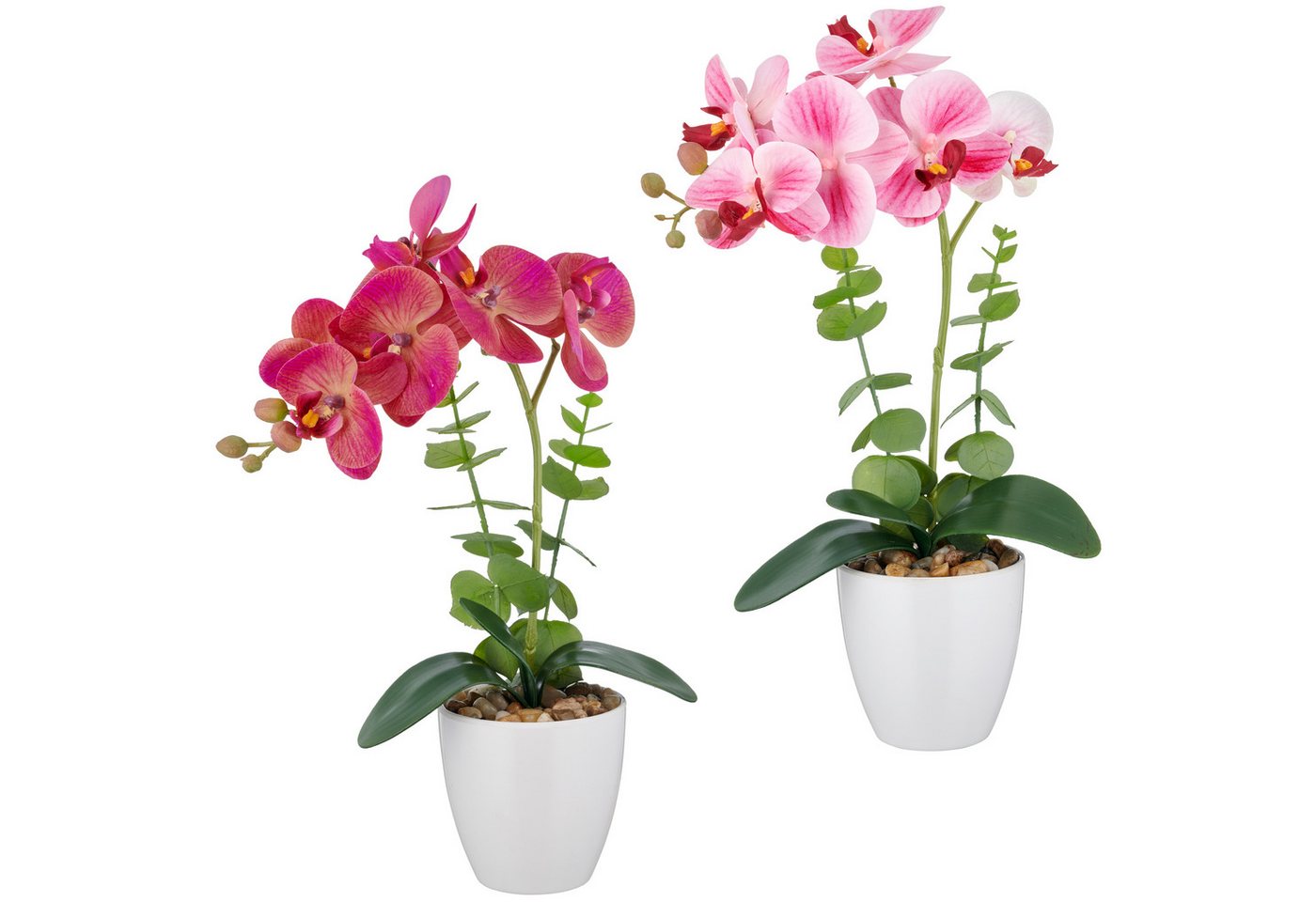 Kunstorchidee Orchidee Phalaenopsis, Creativ green, Höhe 40 cm, mit Eukalyptuszweigen Kunstorchidee Orchidee Phalaenopsis, Creativ green, Höhe 40 cm, mit Eukalyptuszweigen von Creativ green