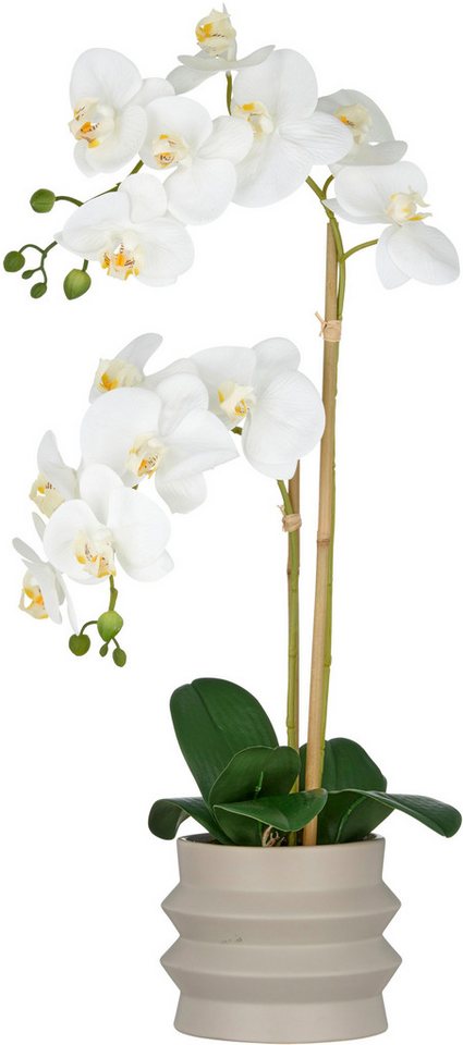 Kunstorchidee Orchidee Phalaenopsis, Creativ green, Höhe 60 cm, im Design-Topf Kunstorchidee Orchidee Phalaenopsis, Creativ green, Höhe 60 cm, im Design-Topf von Creativ green