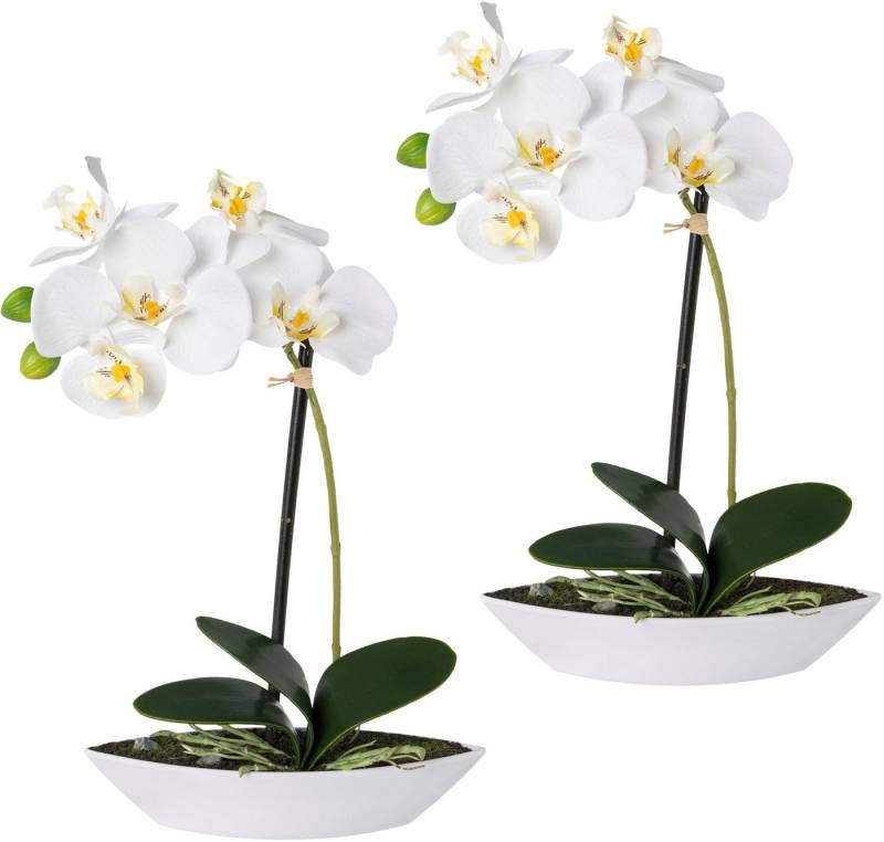 Kunstorchidee Phalaenopsis, Creativ green, Höhe 30 cm, 2er Set, in Kunststoffschale Kunstorchidee Phalaenopsis, Creativ green, Höhe 30 cm, 2er Set, in Kunststoffschale von Creativ green