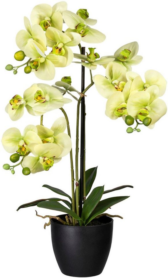 Kunstorchidee Phalaenopsis Orchidee Phalaenopsis, Creativ green, Höhe 65 cm von Creativ green