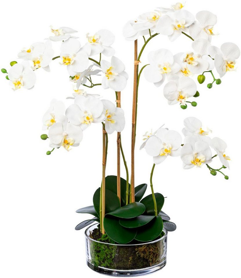 Kunstorchidee Phalaenopsis im Glas Orchidee Phalaenopsis, Creativ green, Höhe 50 cm von Creativ green