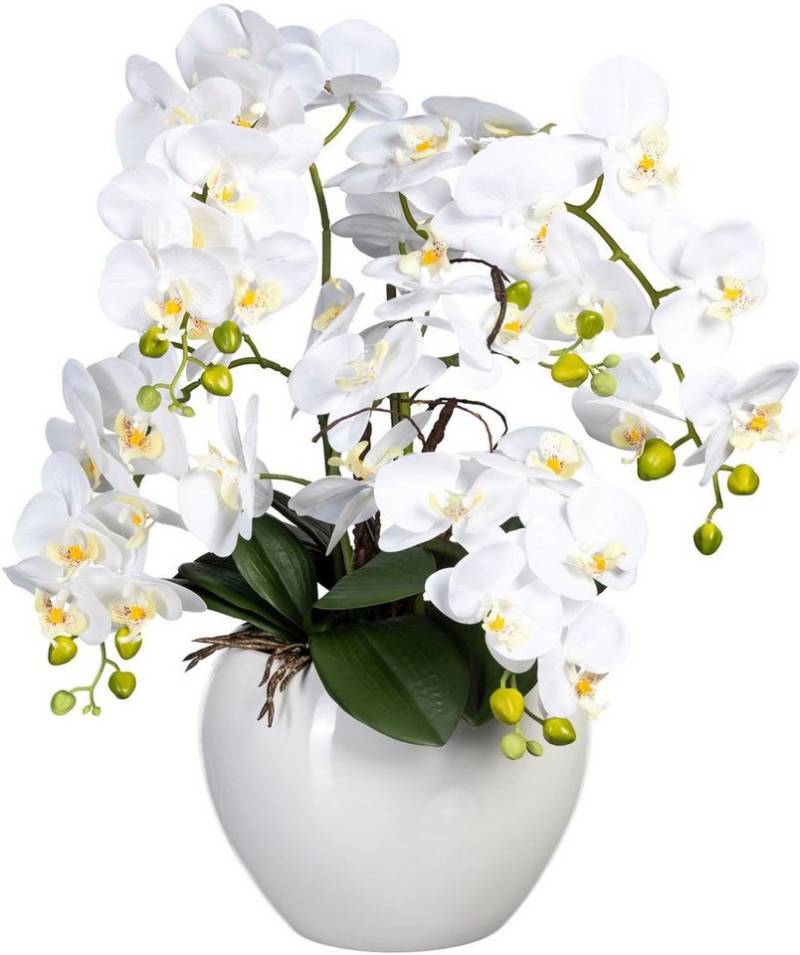 Kunstorchidee Phalaenopsis im Keramiktopf Orchidee Phalaenopsis, Creativ green, Höhe 56 cm von Creativ green