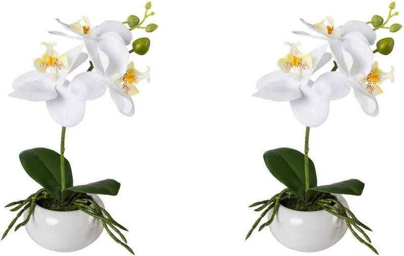 Kunstorchidee Phalaenopsis in Keramikschale Orchidee Phalaenopsis, Creativ green, Höhe 27 cm, mit Real-Touch-Blüten von Creativ green