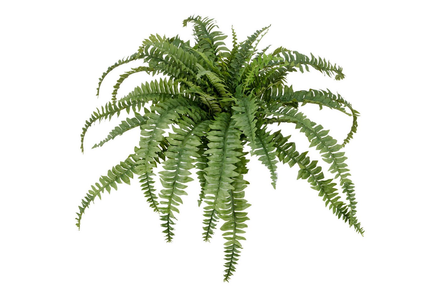 Kunstpflanze Bostonfarn ohne Topf, Creativ green, Höhe 80 cm, mit zahlreichen Farnwedeln Kunstpflanze Bostonfarn ohne Topf, Creativ green, Höhe 80 cm, mit zahlreichen Farnwedeln von Creativ green