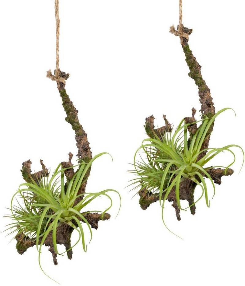 Kunstpflanze Hängeast mit Tillandsie, Creativ green, Höhe 15 cm, 2er Set von Creativ green