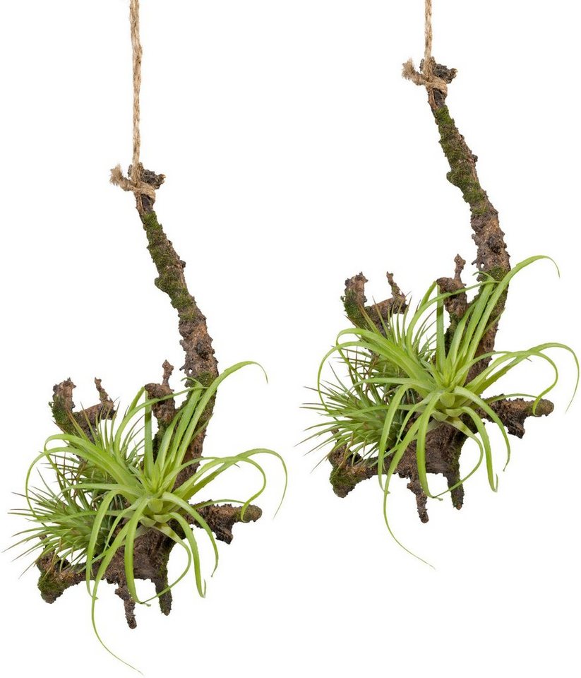 Kunstpflanze Hängeast mit Tillandsie, Creativ green, Höhe 15 cm, 2er Set Kunstpflanze Hängeast mit Tillandsie, Creativ green, Höhe 15 cm, 2er Set von Creativ green
