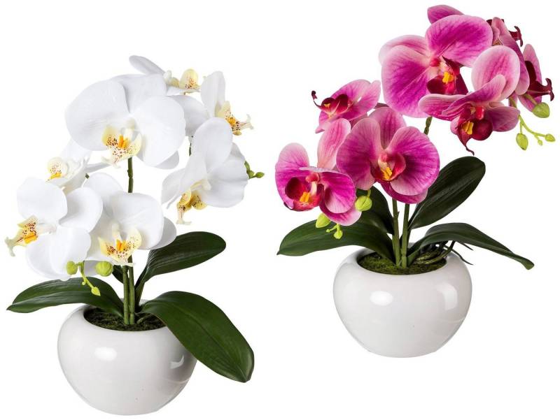 Kunstpflanze Orchidee, Creativ green, Höhe 35 cm, 2er Set von Creativ green