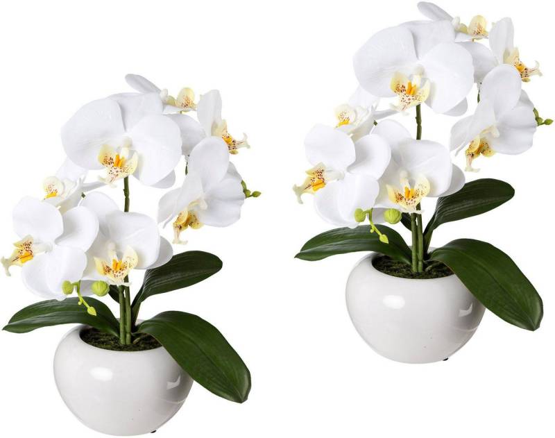 Kunstpflanze Orchidee, Creativ green, Höhe 35 cm, 2er Set Kunstpflanze Orchidee, Creativ green, Höhe 35 cm, 2er Set von Creativ green