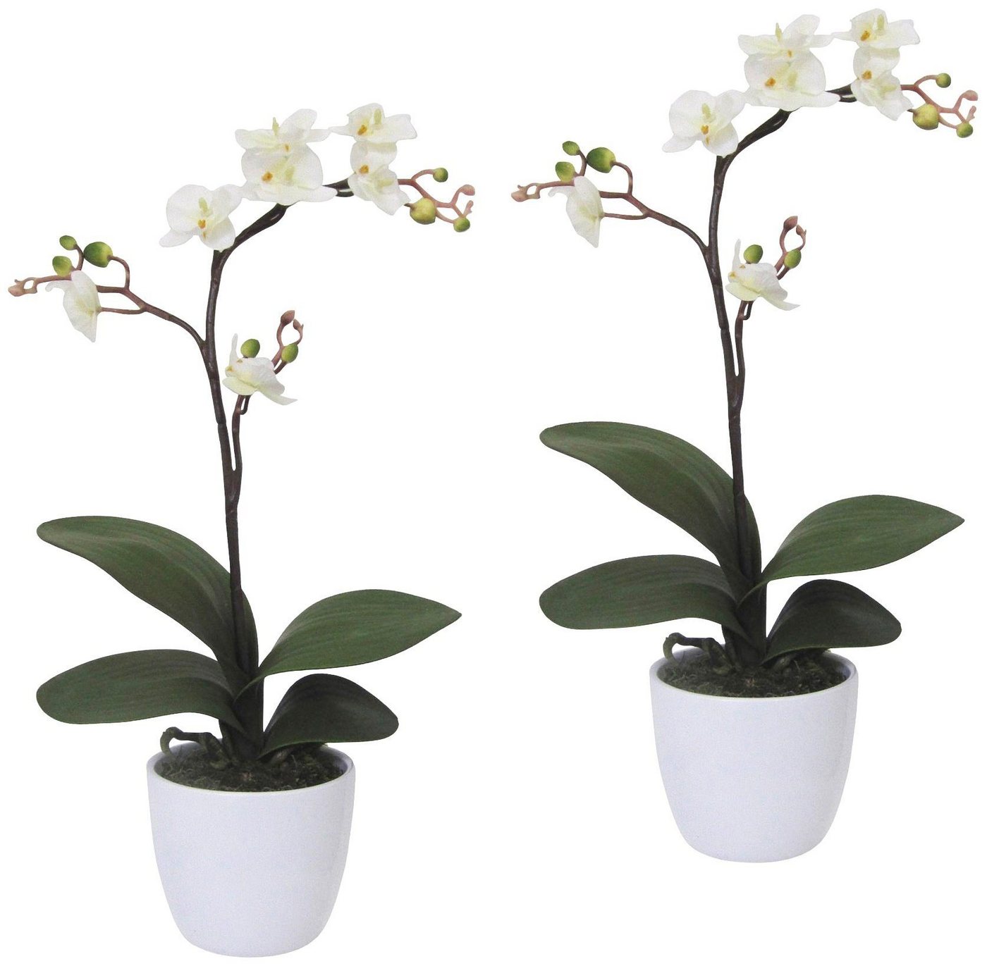 Kunstpflanze Orchidee Phalaenopsis Orchidee, Creativ green, Höhe 55 cm, im Keramiktopf von Creativ green