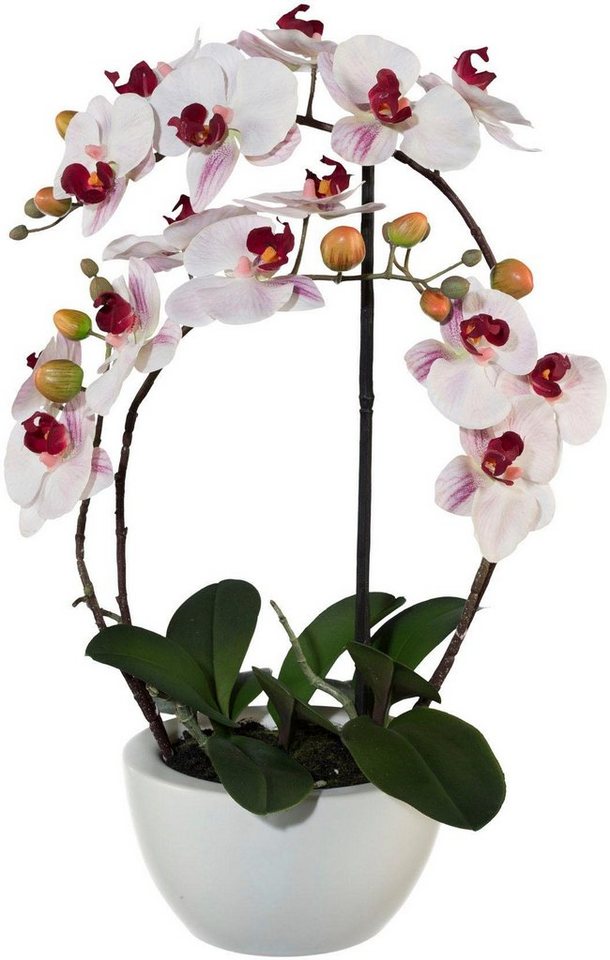 Kunstpflanze Phalaenopsis Orchidee, Creativ green, Höhe 52 cm von Creativ green