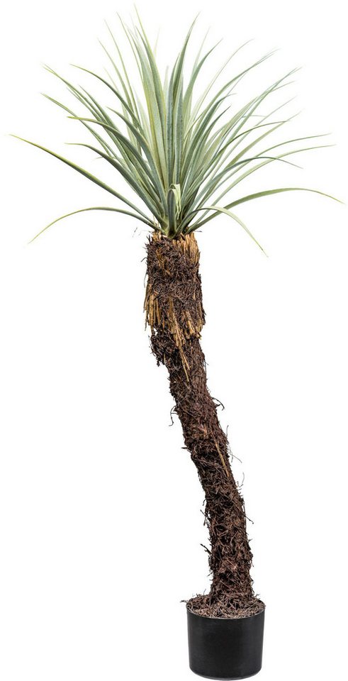 Kunstpflanze Yucca Rostrata Yucca, Creativ green, Höhe 120 cm, mit außergewöhnlichem Stamm Kunstpflanze Yucca Rostrata Yucca, Creativ green, Höhe 120 cm, mit außergewöhnlichem Stamm von Creativ green