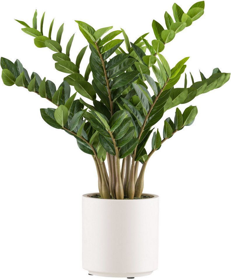 Kunstpflanze Zamifolia Grünpflanze, Creativ green, Höhe 80 cm, im eleganten cremefarbenen Topf Kunstpflanze Zamifolia Grünpflanze, Creativ green, Höhe 80 cm, im eleganten cremefarbenen Topf von Creativ green