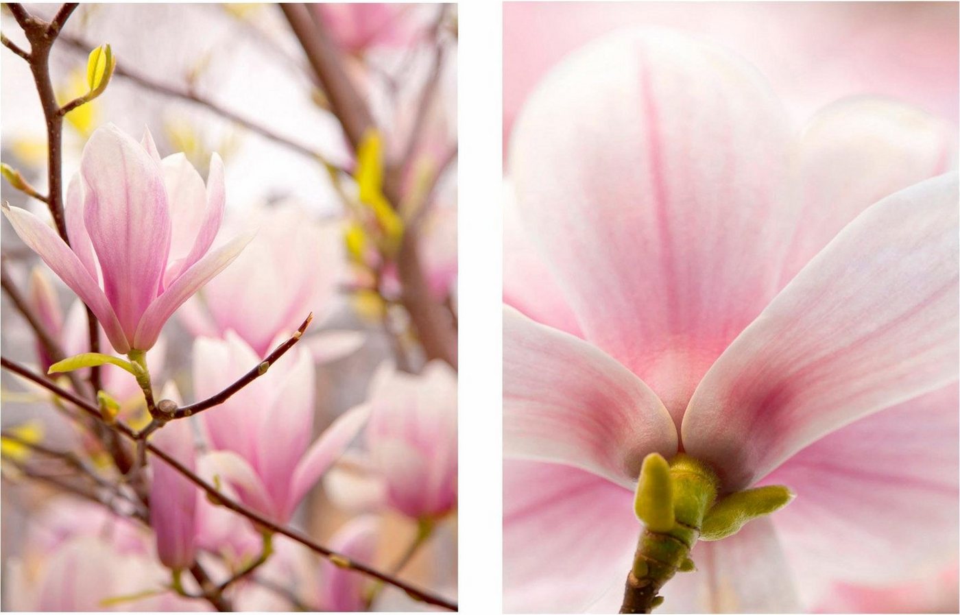 Creativ home Bild Magnolien, (Set, 2 St), 2er Set von Creativ home