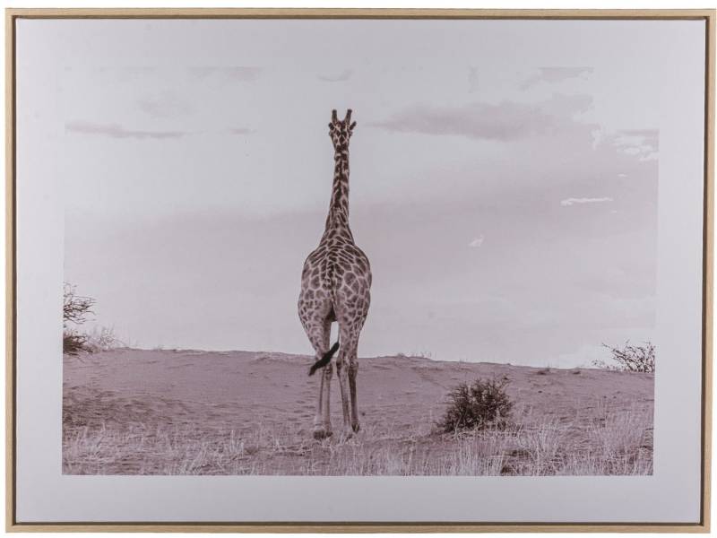 Creativ home Bild mit Rahmen Giraffe, (1 St), mit schwarz-weißem Motiv von Creativ home