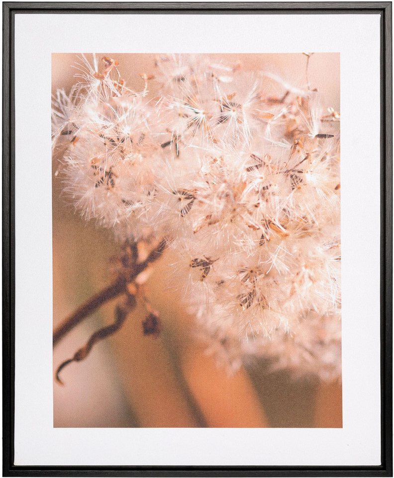 Creativ home Bild mit Rahmen Pusteblume, (1 St), auf Canvas-Leinwand von Creativ home