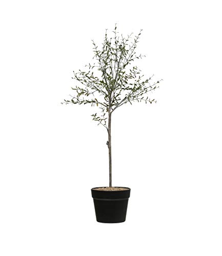 Creative Co-op DF2615 Thymian-Formschnitt im Topf, 73,7 cm, Grün von Creative Co-op