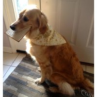 Passover Hundehalstuch Matzah Passover Hundehalstuch Matzah von CreativelyPam