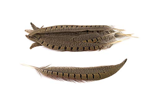 10 Fasanenfedern Natur // Federn Fasan Schmuckfedern Bastelfedern Dekofedern Vogelfedern (20-25cm) von Creativery