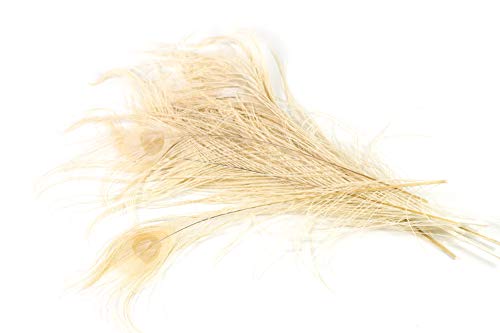10 echte Pfauenfedern ca. 25-30cm (champagner 815) // Pfau Federn Natur Auge Deko Pfauenaugen Schmuck von Creativery
