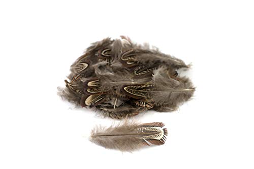 3g Fasanenfedern ca. 3-8cm (natur braun) // Bastelfedern Vogelfedern Schmuckfedern Natur Fasan Federn Deko ca. 130-140 Stück von Creativery