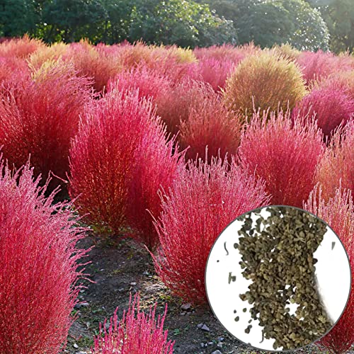 Cremlank Pflanzensamen Burning Bush Kochia Scoparia Samen Starke Anpassungsfähigkeit Yard Decor Saatgut von Cremlank