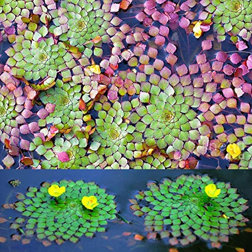 Ludwigia Sedoides Samen zum Pflanzen, frisch, kältebeständig, gelb, Mosaik-Wasserblumensamen für Zuhause, einfach zu pflanzen, Gartenarbeit, Heimdekoration, gelbe Blumensamen von Cremlank