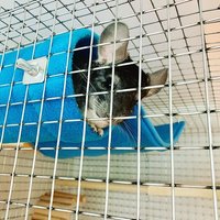 Chinchilla Metall Hängetunnel Bezogen Mit Antipill Fleece/Critter Cage Zubehör Chinchilla Metall Hängetunnel Bezogen Mit Antipill Fleece/Critter Cage Zubehör von CritterRules
