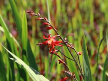 Montbretie 'Carmine Brilliant', Crocosmia x crocosmiiflora 'Carmine Brilliant', Containerware von Crocosmia x crocosmiiflora 'Carmine Brilliant'