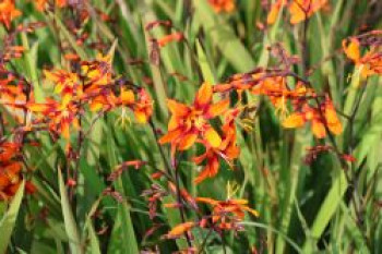 Montbretie 'Emily McKenzie', Crocosmia x crocosmiiflora 'Emily McKenzie', Containerware von Crocosmia x crocosmiiflora 'Emily McKenzie'