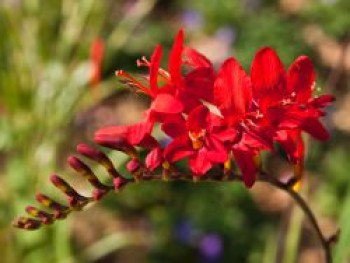 Montbretie 'Red King', Crocosmia x crocosmiiflora 'Red King', Topfware XL von Crocosmia x crocosmiiflora 'Red King'