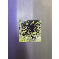 Luna Motten - Und Feenmagnet, Fantasy Magnet, Gruseliger Insektenmagnet, Geschenke Für Sie Luna Motten - Und Feenmagnet, Fantasy Magnet, Gruseliger Insektenmagnet, Geschenke Für Sie von CrumksCreations